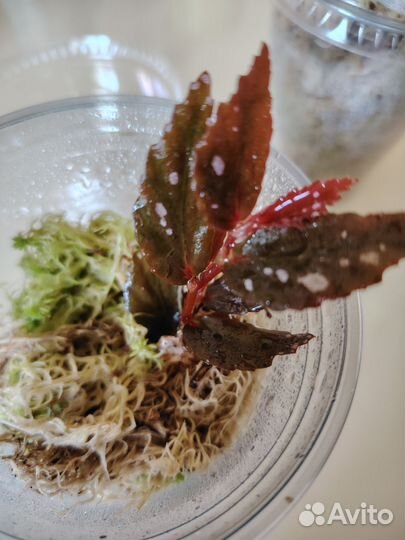 Растения для флорариума