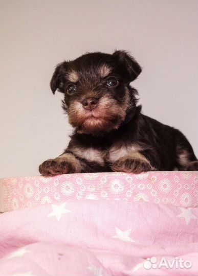 Щенки шоколадно-подпалого цвергшнауцера