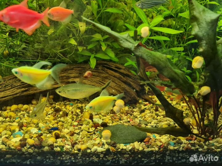 Аквариум 100л