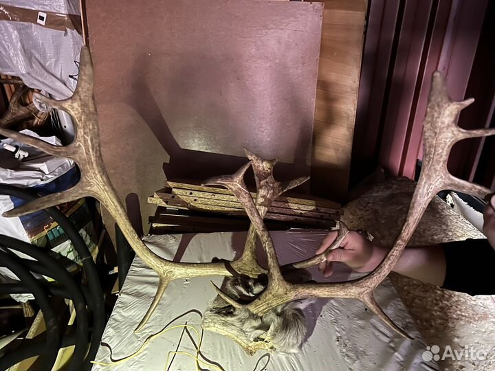 Оленьи рога