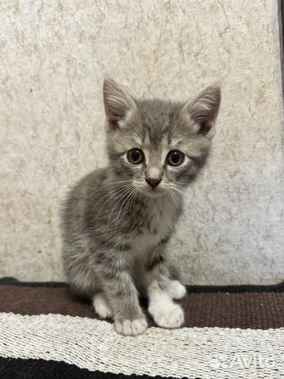 Котёночек в добрые руки