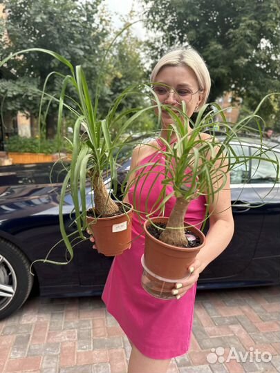 Бутылочное дерево нолина