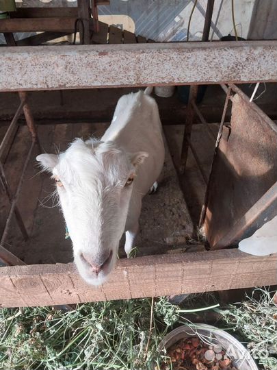 Козочка,коза дойная