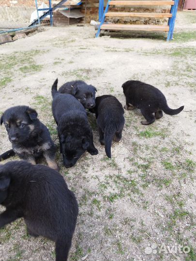 Щенки немецкой овчарки
