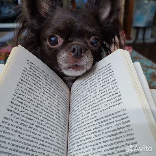 Передержка собак мелких пород