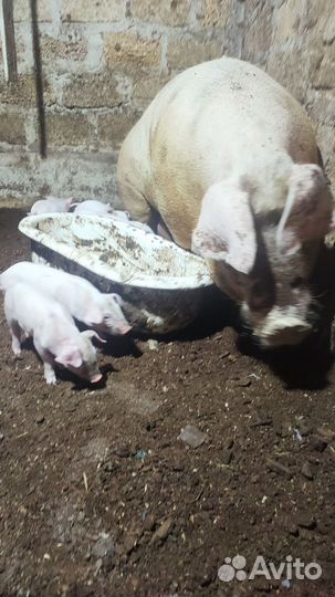 Поросята