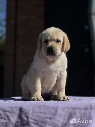 Щенки лабрадора РКФ