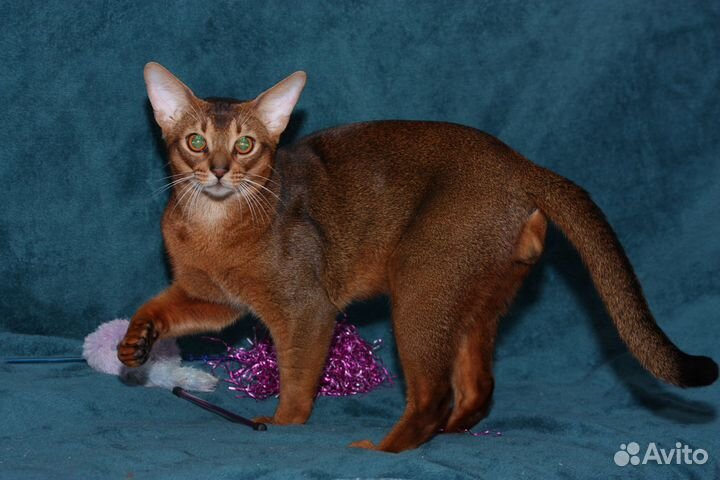 Абиссинский котик