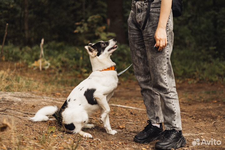 Собачка в добрые руки
