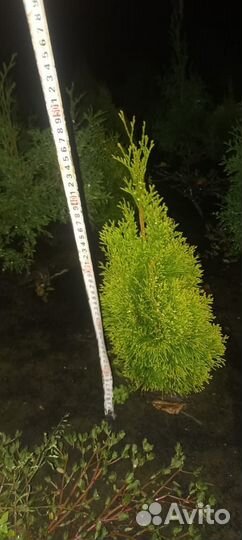 Туя голден смарагд