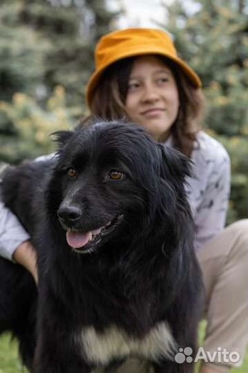 Собака Мишель в добрые руки