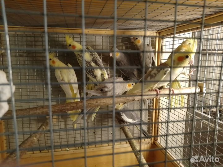 Птенцы корелла