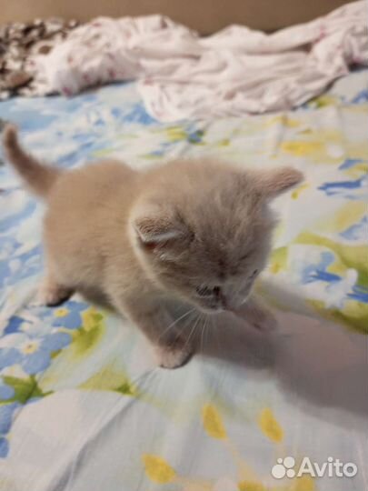 Шотландские котята