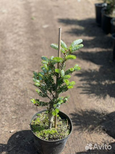 Растения на штамбе (предзаказ весна 2024)