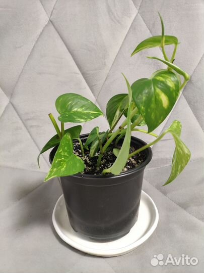 Сциндапсус (эпипремнум) золотистый