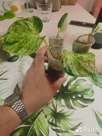 Эпипремнум marble apple