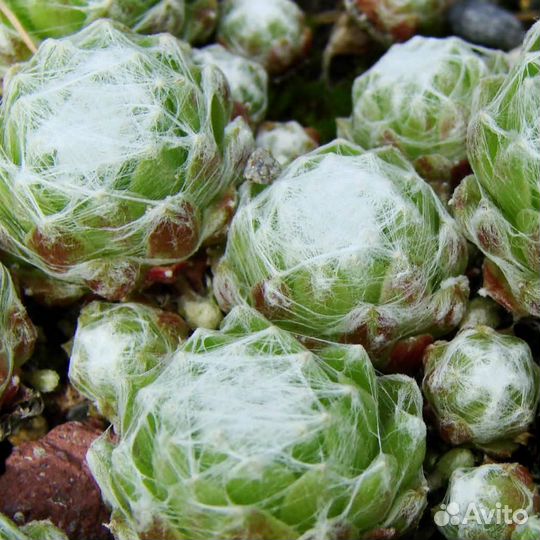 Молодило паутинистое Alabaster Саженцы, Рассада, С