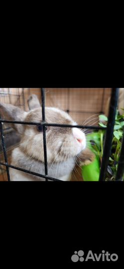 Декоративные кролики