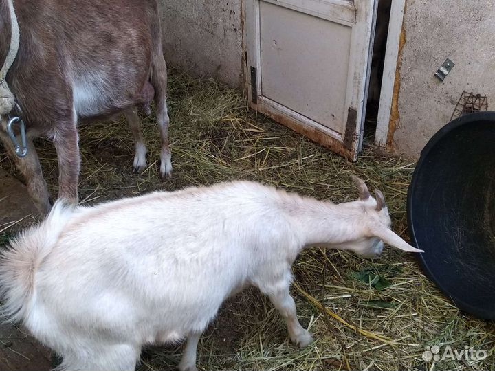 Козлята