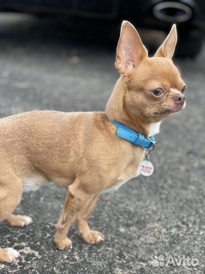 Вязка кобель чихуахуа