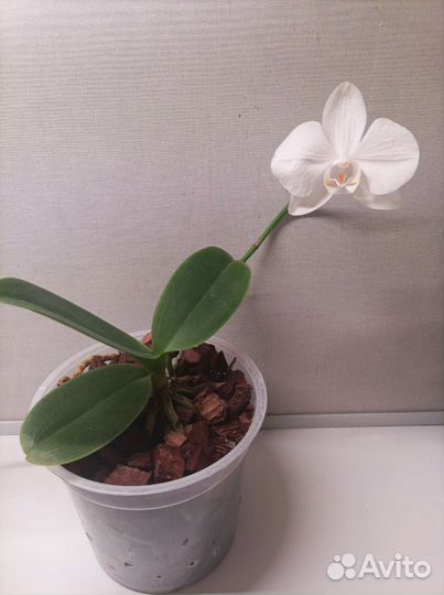 Орхидея фаленопсис