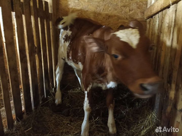 Телочка айширская