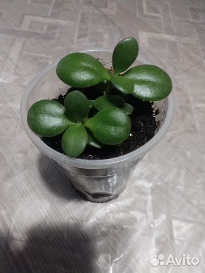 Денежное дерево (толстянка крассула)