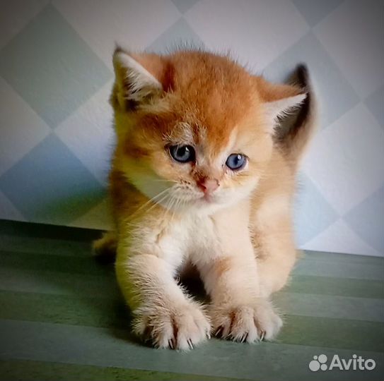 Шотландские