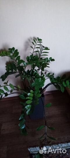 Комнатные растения цветы