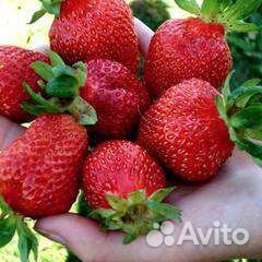 Рассада клубники - Лорд