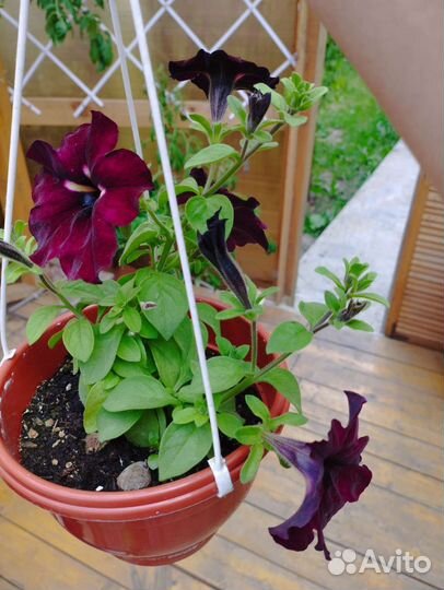 Колеус, дихонтра, петуния вегет. Грозовое небо