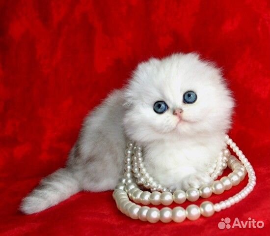 Шотландские вислоухие котята золото и серебро