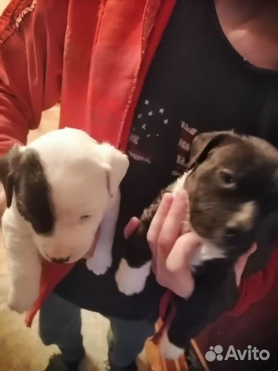 Собака амстафф