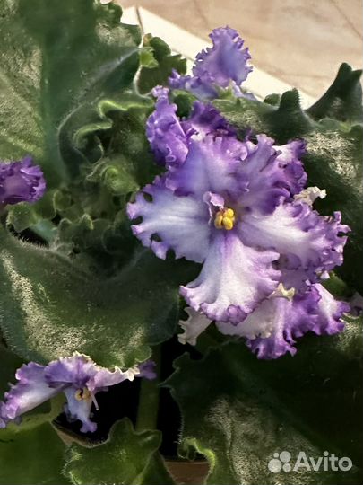 Фиалка Curly Ocean