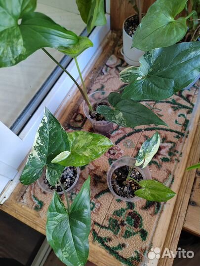 Комнатные растения сингониум