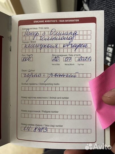 Немецкая овчарка вязка