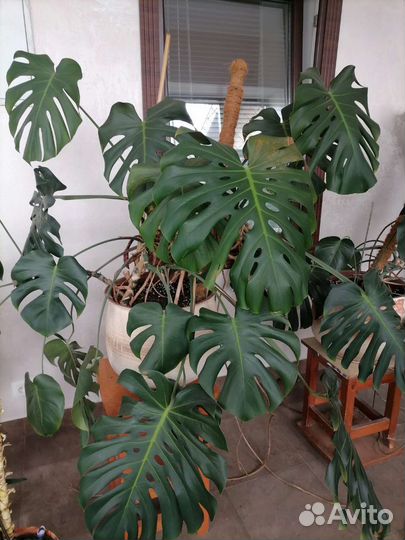 Пролается Монстера