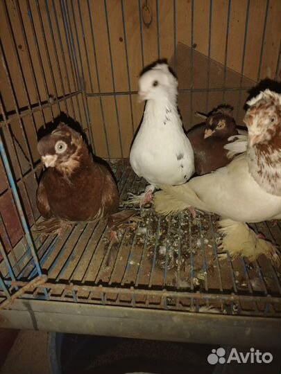 Продажа голубь узбекских