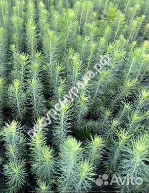 Посадочный материал зкс сеянцы сосна ель окс