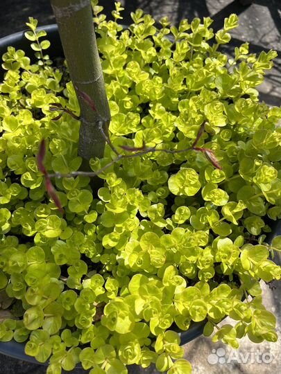 Почвопокровные растения, травы