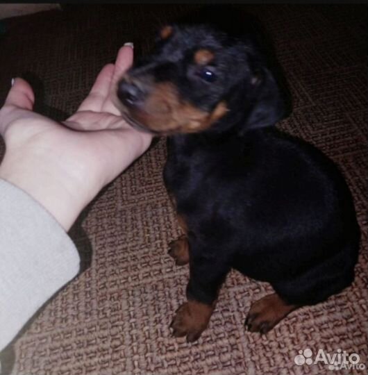 Щенки добермана