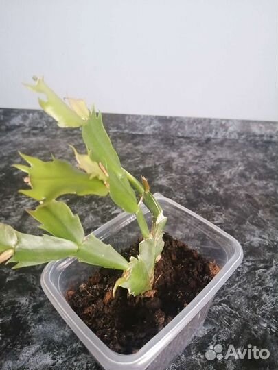 Продам цветы комнатные