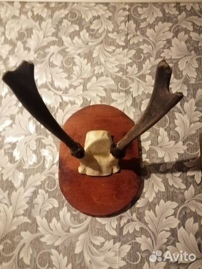 Рога косули