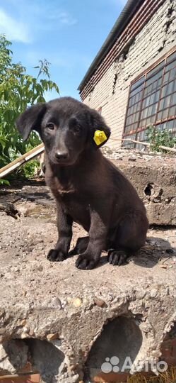 Щенки в отлове