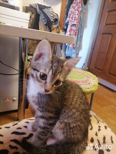 Котёнок, в добрые руки