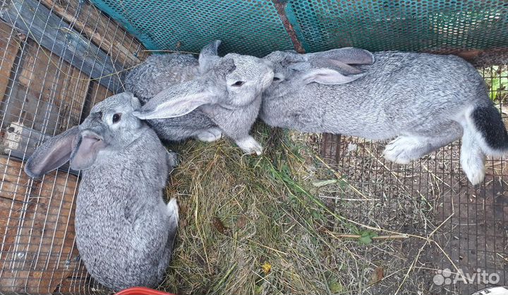 Кролики на мясо
