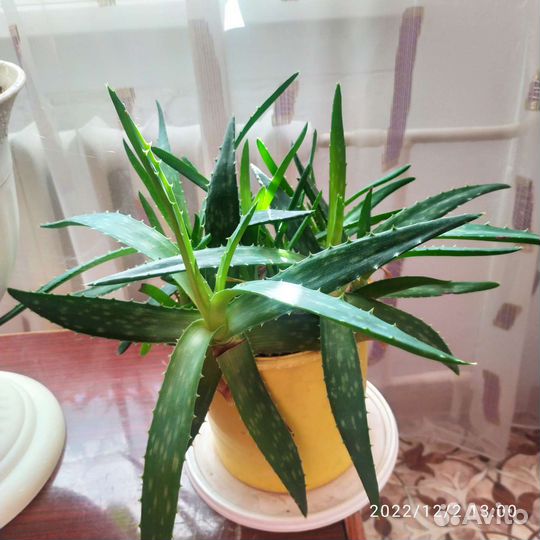 Лечебные растения