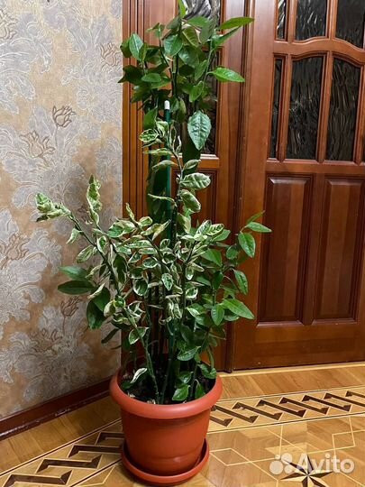 Комнатные цветы педилантус