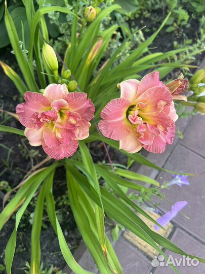 Лилейник сортовой