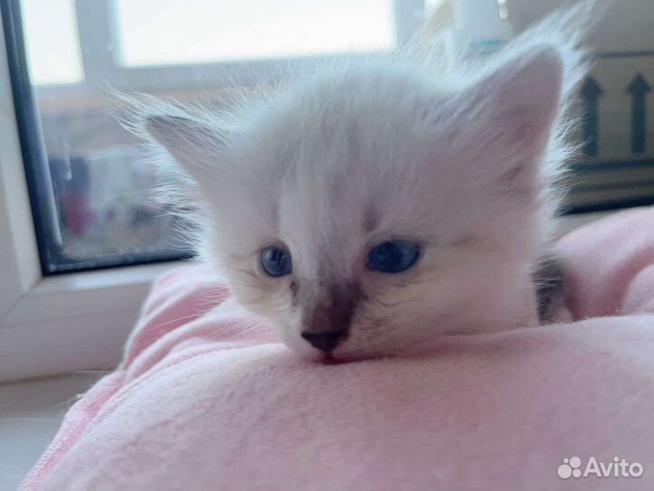 Невская маскарадная